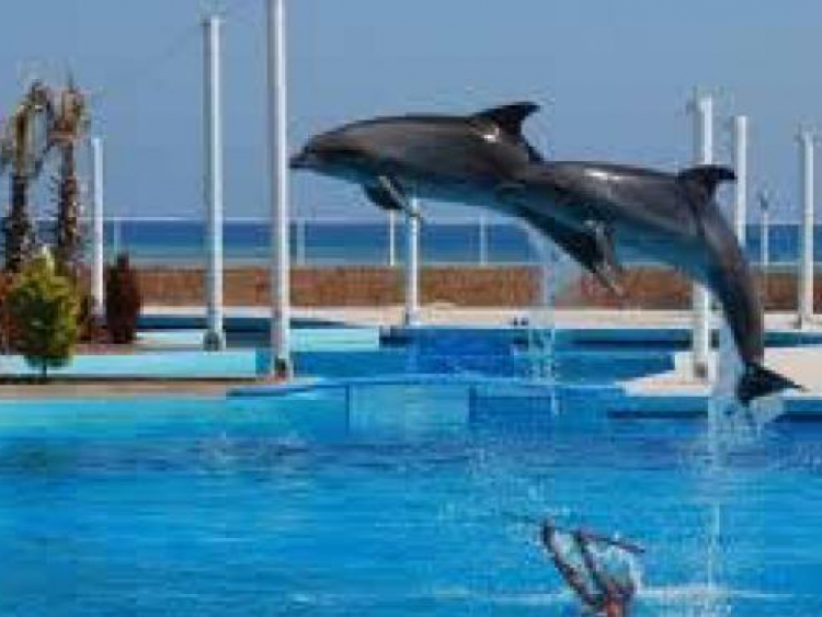DOLPHIN SHOW